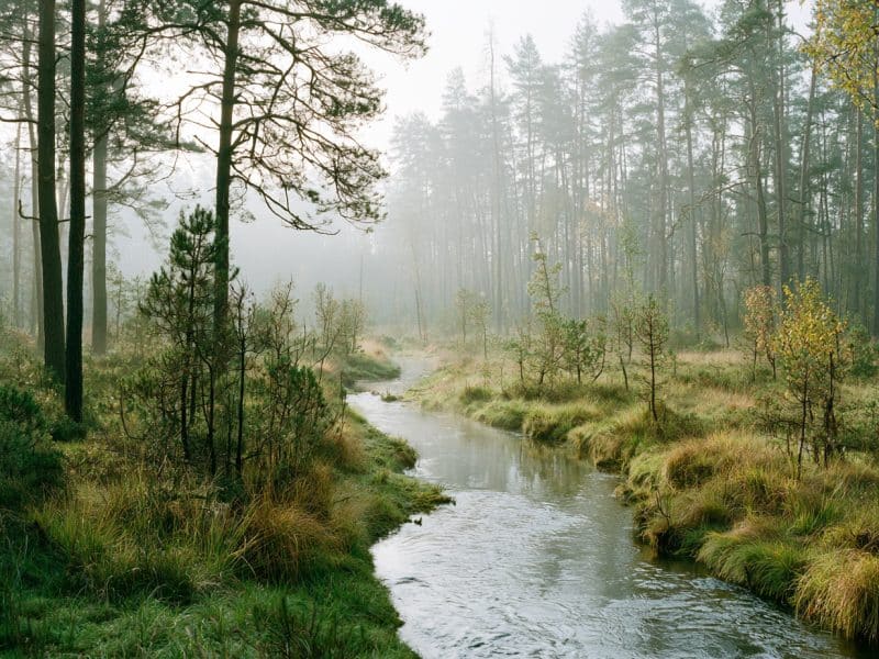 Sonnenlicht fällt durch einen Mischwald